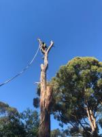 Sydney Green Group | Sydney Tree Lopping Experts image 3
